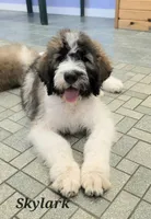 Skylark , a female Saint Berdoodle for sale in Kewaunee, WI – 3 of 9