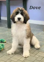 Dove, a female Saint Berdoodle for sale in Kewaunee, WI – 6 of 9