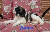 Junco, a male Saint Berdoodle for sale in Kewaunee, WI – 2 of 10