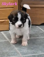 Skylark , a female Saint Berdoodle for sale in Kewaunee, WI – 2 of 10