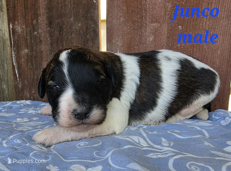 Junco – Saint Berdoodle puppy for sale in Kewaunee, WI
