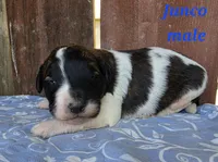 Junco, a male Saint Berdoodle for sale in Kewaunee, WI – 1 of 5