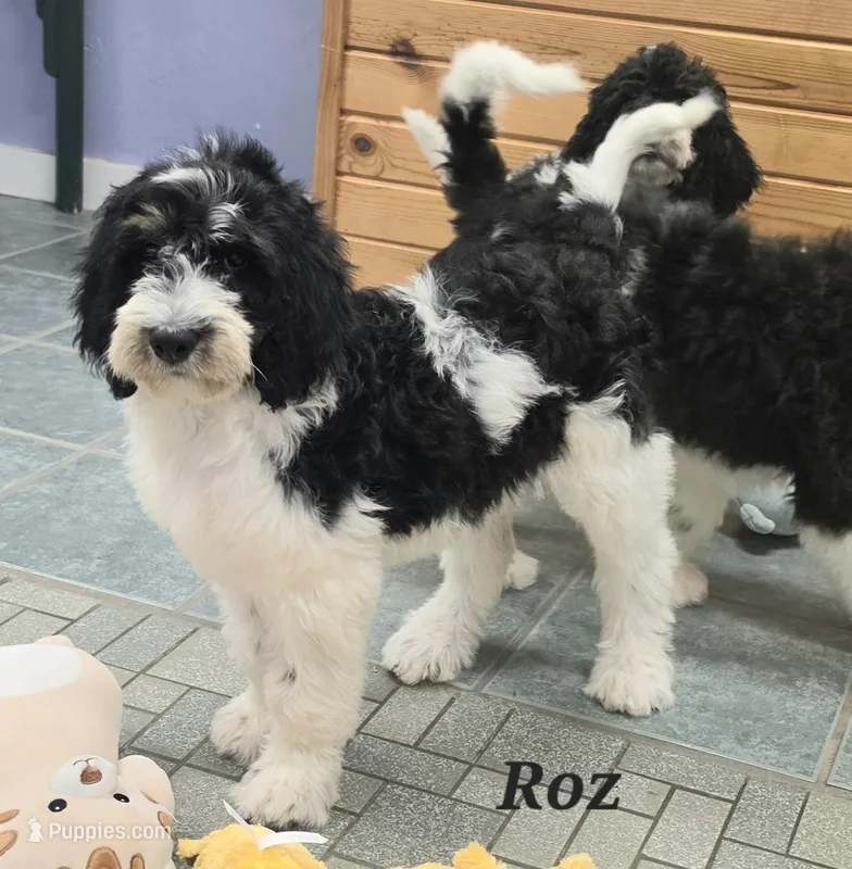 Roz  – Goldendoodle puppy for sale in Kewaunee, WI
