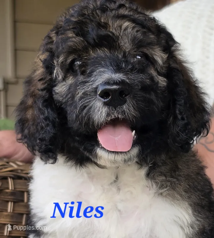 Niles – Goldendoodle puppy for sale in Kewaunee, WI