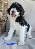 Frasier , a male Goldendoodle for sale in Kewaunee, WI – 3 of 9