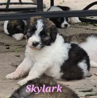 Skylark , a female Saint Berdoodle for sale in Kewaunee, WI – 3 of 10