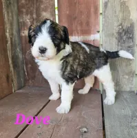 Dove, a female Saint Berdoodle for sale in Kewaunee, WI – 5 of 10