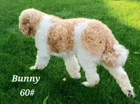 Frasier , a male Goldendoodle for sale in Kewaunee, WI – 4 of 8