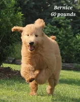 Dusk, a female Goldendoodle for sale in Kewaunee, WI – Photo 5 of 6