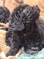 Dusk, a female Goldendoodle for sale in Kewaunee, WI – Photo 4 of 6