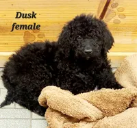 Dusk, a female Goldendoodle for sale in Kewaunee, WI – Photo 2 of 6