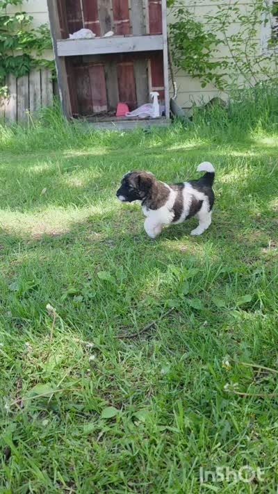Dove, a female Saint Berdoodle for sale in Kewaunee, WI – 8 of 10