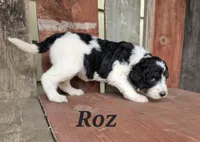 Roz , a female Goldendoodle for sale in Kewaunee, WI – 4 of 9