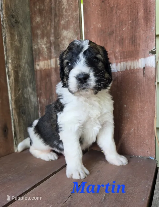 Martin – Saint Berdoodle puppy for sale in Kewaunee, WI