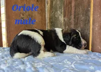 Oriole , a male Saint Berdoodle for sale in Kewaunee, WI – 3 of 6