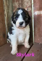 Skylark , a female Saint Berdoodle for sale in Kewaunee, WI – 5 of 10