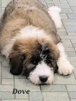 Dove, a female Saint Berdoodle for sale in Kewaunee, WI – 5 of 9