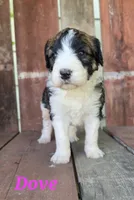 Dove, a female Saint Berdoodle for sale in Kewaunee, WI – 7 of 10