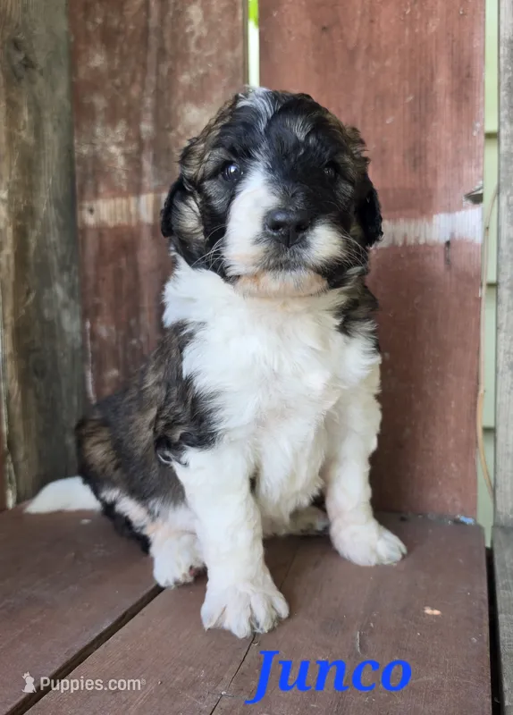 Junco – Saint Berdoodle puppy for sale in Kewaunee, WI