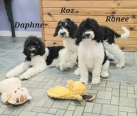 Daphne , a female Goldendoodle for sale in Kewaunee, WI – 6 of 10