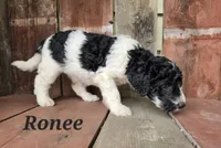 Ronee, a female Goldendoodle for sale in Kewaunee, WI – 6 of 10