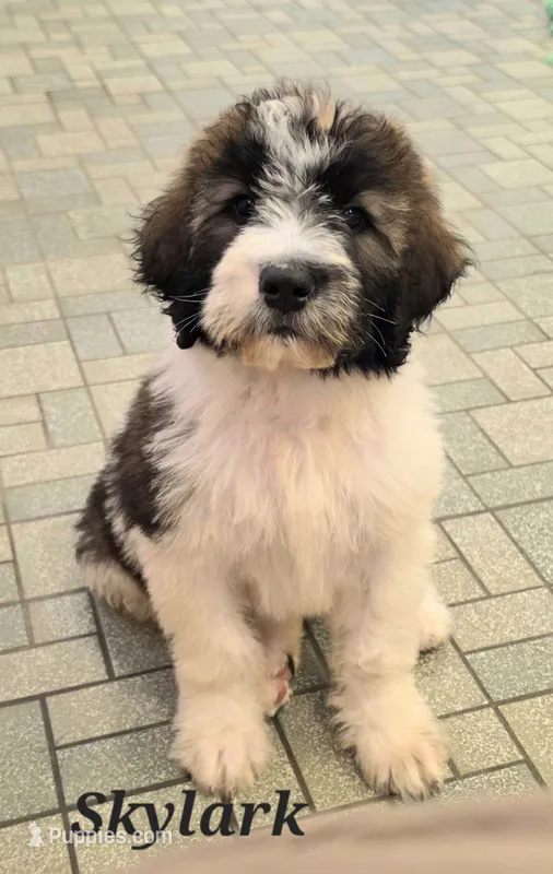 Skylark  – Saint Berdoodle puppy for sale in Kewaunee, WI