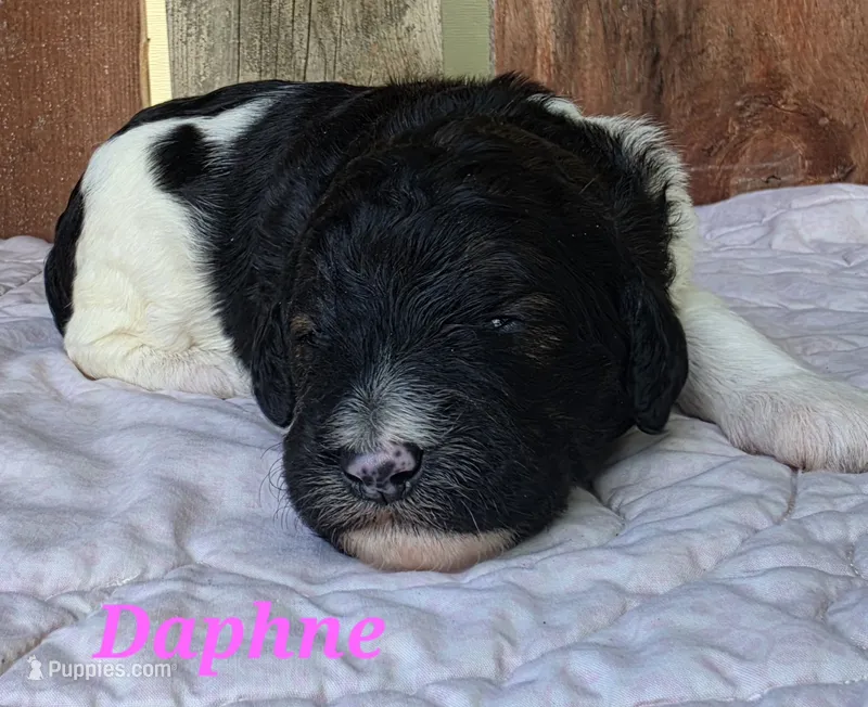 Daphne  – Goldendoodle puppy for sale in Kewaunee, WI