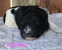 Daphne , a female Goldendoodle for sale in Kewaunee, WI – 1 of 8