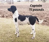 Dusk, a female Goldendoodle for sale in Kewaunee, WI – Photo 5 of 5