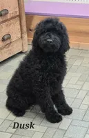 Dusk, a female Goldendoodle for sale in Kewaunee, WI – Photo 2 of 5