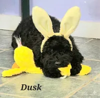 Dusk, a female Goldendoodle for sale in Kewaunee, WI – Photo 1 of 5