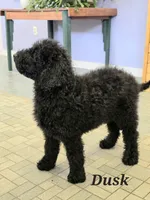 Dusk, a female Goldendoodle for sale in Kewaunee, WI – Photo 3 of 5