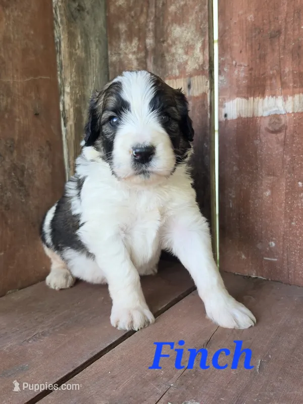 Finch – Saint Berdoodle puppy for sale in Kewaunee, WI