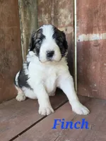 Finch, a male Saint Berdoodle for sale in Kewaunee, WI – 1 of 8