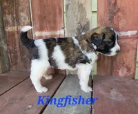 Kingfisher , a male Saint Berdoodle for sale in Kewaunee, WI – 4 of 8