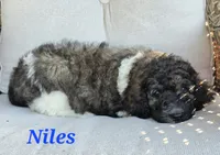 Niles, a male Goldendoodle for sale in Kewaunee, WI – 5 of 9