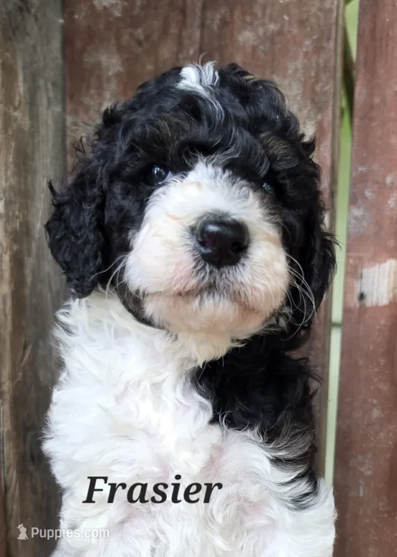 Frasier  – Goldendoodle puppy for sale in Kewaunee, WI