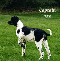 Marty, a male Goldendoodle for sale in Kewaunee, WI – 5 of 8