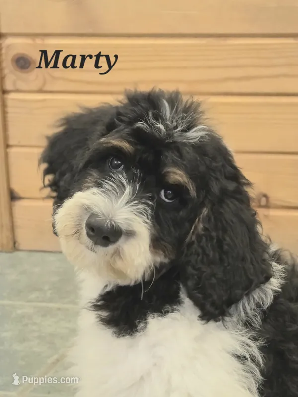Marty – Goldendoodle puppy for sale in Kewaunee, WI