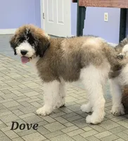 Dove, a female Saint Berdoodle for sale in Kewaunee, WI – 4 of 9