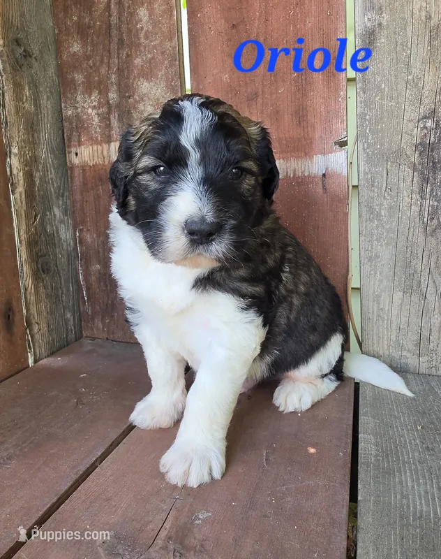 Oriole  – Saint Berdoodle puppy for sale in Kewaunee, WI