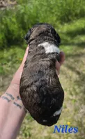 Niles, a male Goldendoodle for sale in Kewaunee, WI – 2 of 10