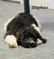 Daphne , a female Goldendoodle for sale in Kewaunee, WI – 4 of 10