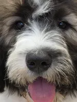 Skylark , a female Saint Berdoodle for sale in Kewaunee, WI – 6 of 9