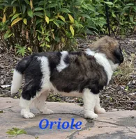 Oriole , a male Saint Berdoodle for sale in Kewaunee, WI – 5 of 8