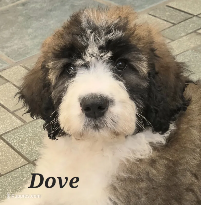 Dove – Saint Berdoodle puppy for sale in Kewaunee, WI