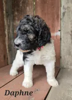 Daphne , a female Goldendoodle for sale in Kewaunee, WI – 4 of 10