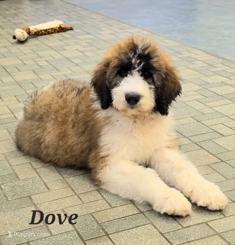 Dove – Saint Berdoodle puppy for sale in Kewaunee, WI