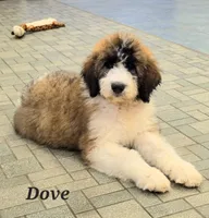 Dove, a female Saint Berdoodle for sale in Kewaunee, WI – 1 of 9
