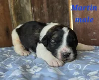 Martin, a male Saint Berdoodle for sale in Kewaunee, WI – 1 of 4